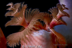Super Macro  Coral by Khaled Zaki 